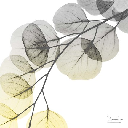 Framed Brilliant Eucalyptus 1 Print