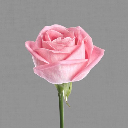 Framed Trust Rose 3 Print