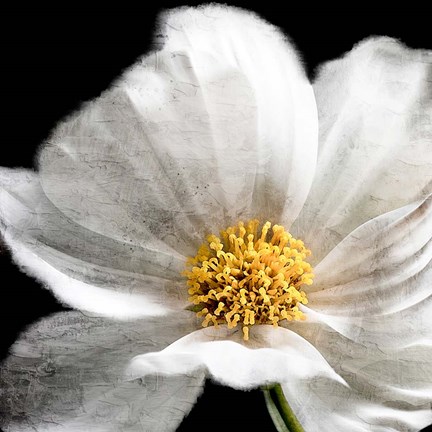 Framed Yellow Center Print