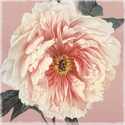 Framed Spring Eden Peony Print