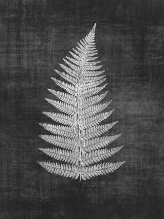 Framed Astor Fern 1 Print