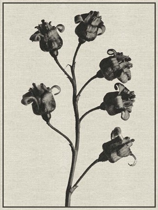 Framed Fern Triptych 2 Print