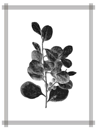 Framed Pressed 1 Print