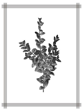 Framed Pressed 4 Print