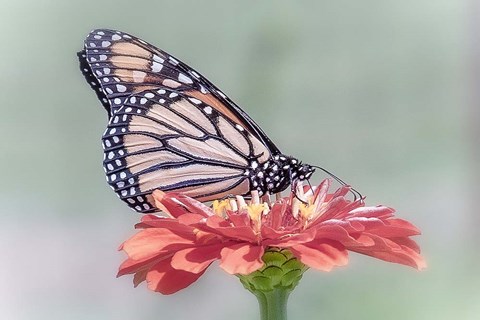 Framed Pristine Desire 1 Print