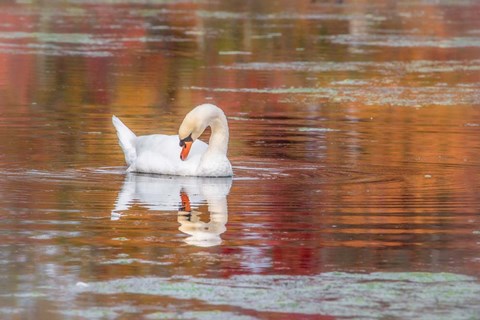 Framed Mill Pond October Print