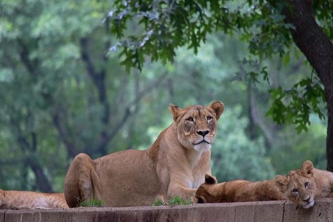Framed Pride Of Purpose Print