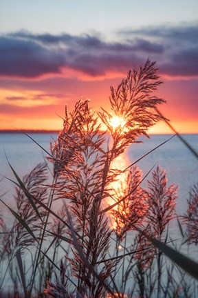 Framed Exhilarated Potential Print