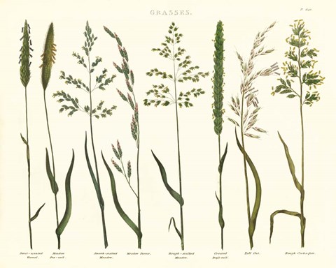 Framed Herbal Botanical VII Ivory Print