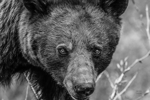 Framed Bear Portrait BW Print