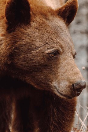 Framed Bear Profile I Print