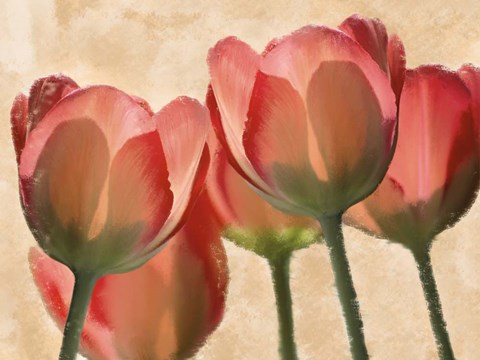 Framed Battles Of Romance Print