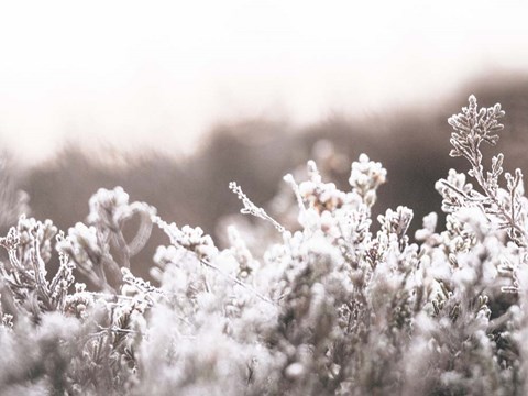 Framed Cashmere Frost Print