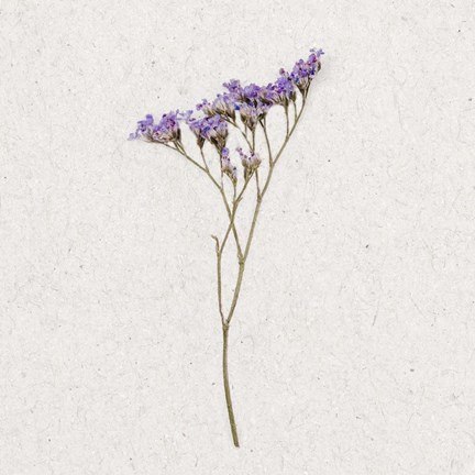 Framed Dainty Purple 3 Print