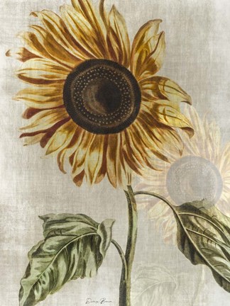 Framed Sunflower 1 Print