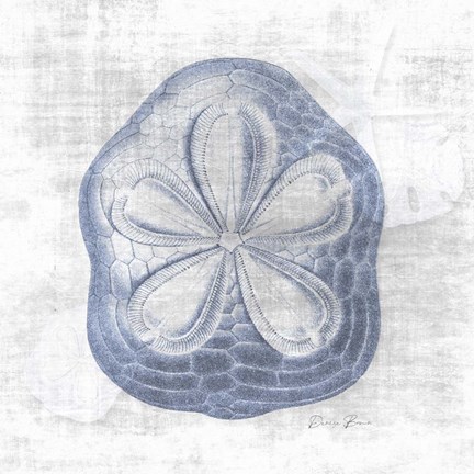 Framed Sand Dollar 2 v2 Print