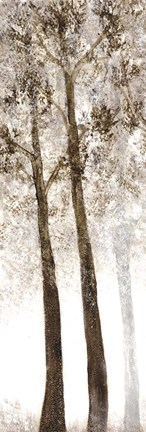 Framed Wooded Grove 2 Print