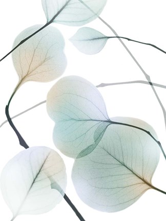 Framed Sunkissed Eternity 2 Print