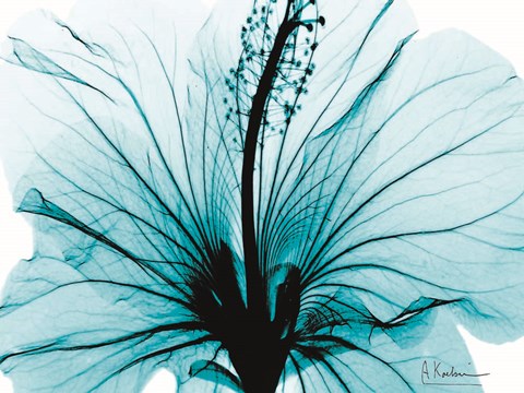 Framed Aqua Hibiscus Print