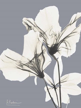 Framed Splendid Autumn Beauty 2 Print