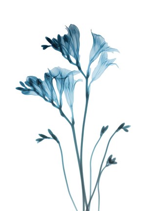Framed Blue Freesia Print