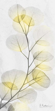 Framed Eucalyptus Sunshine 1 Print