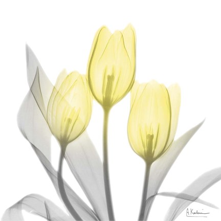 Framed Brilliant Tulips 1 Print