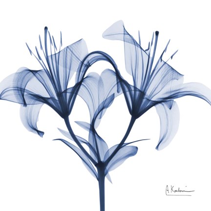 Framed Indigo Lily Print