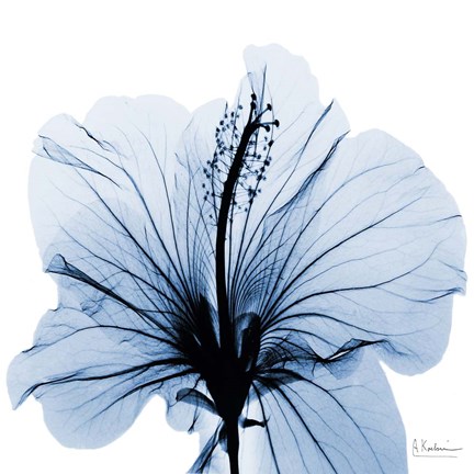 Framed Indigo Hibiscus Print