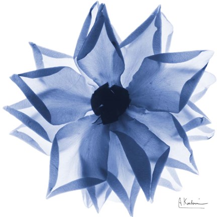 Framed Indigo Rose Petals 1 Print