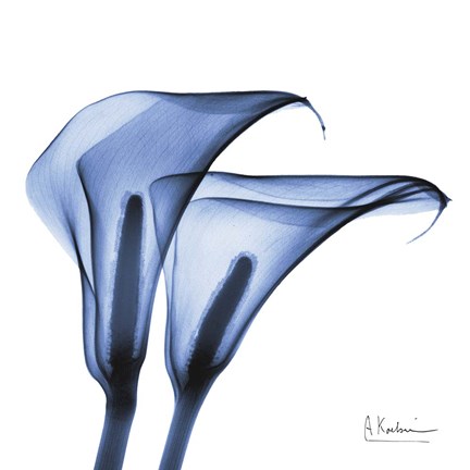 Framed Indigo Infused Calla Lilies Print