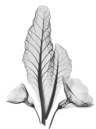 Framed Prinula Print