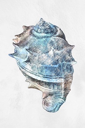 Framed Urban Sea Shell 2 Print