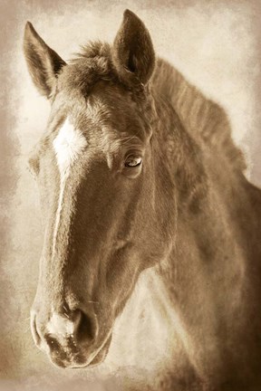 Framed Wild Stallion 1 Print