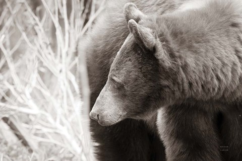 Framed Bear Tones Print