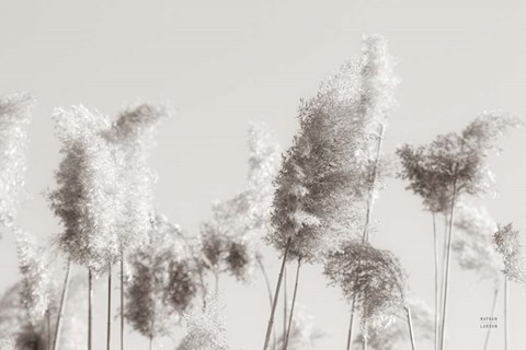 Framed In the Wind II Print