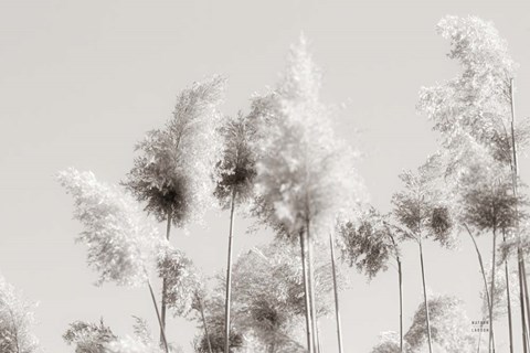 Framed In the Wind III Print