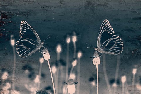 Framed Butterfly Love Print