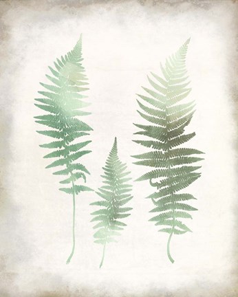 Framed Watercolor Fern 1 Vintage Print