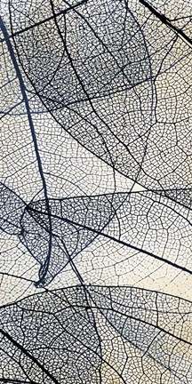 Framed Transparent 2 Print