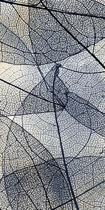 Framed Transparent 3 V5 Print