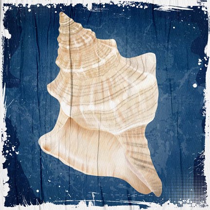 Framed Coastal Shells 1 Print