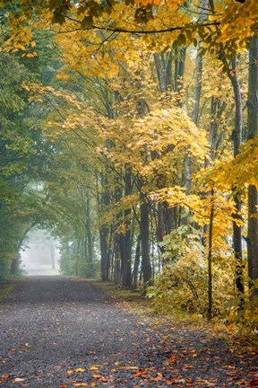 Framed Tunnel Through Misty Forest Print