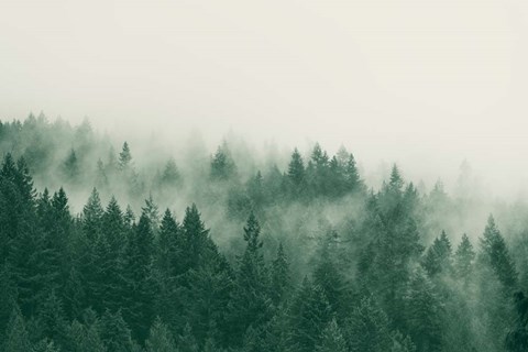 Framed Emerald Forest No. 1 Print