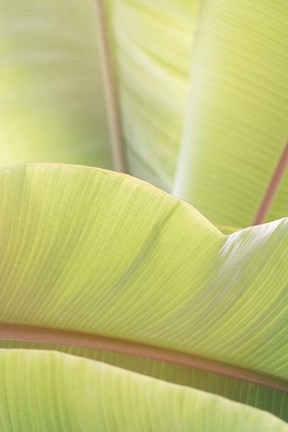 Framed Palm Leaves No. 1 Print