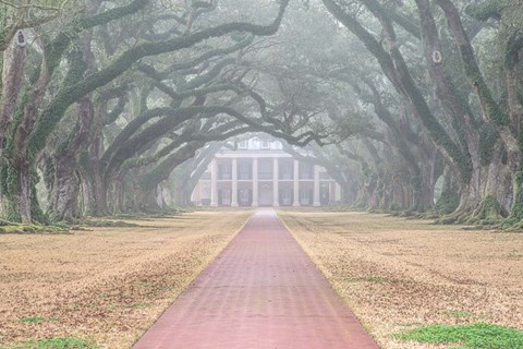 Framed Foggy Oak Alley Print