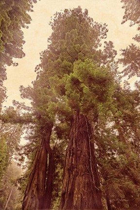 Framed Redwoods II Print