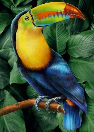 Framed Toucan Print