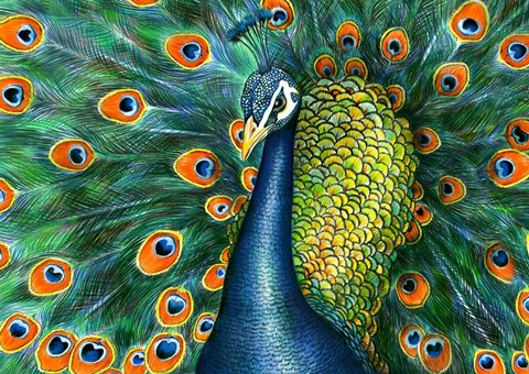 Framed Peacock Print