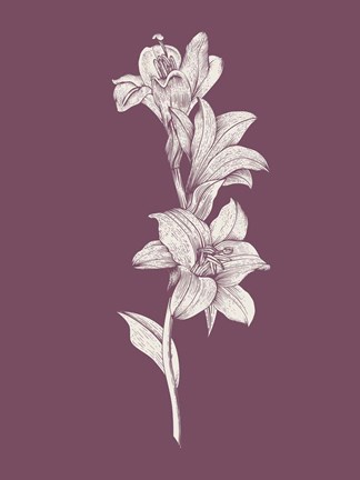 Framed Lily Purple Flower Print